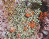 Foto del paso 1 de la receta: Pan de carne relleno