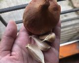 Foto langkah ke 1 dari resep Udang saos padang.
