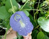 Foto langkah ke 2 dari resep Nasi Biru Bunga Telang 🪻💠.