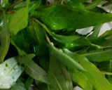 Foto langkah ke 4 dari resep ikan asam pedas.