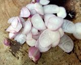 Hình bước làm 1 của món Thịt ba chỉ rang cháy cạnh kèm tôm sú biển