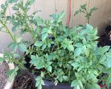 A picture of step 1 of California Farm Young Potatoes.