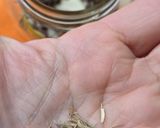 Foto del paso 4 de la receta: Ajos fermentados para una microbiota feliz 🥳de la saga #lafarmaciaentucocina 🧄🫚🍯 🍋