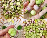 Hình bước làm 1 của món Cà ngâm mắm