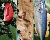 Foto langkah ke 3 dari resep 506.Pepes Kembung Kemangi.
