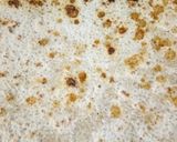 A picture of step 4 of Chini wali roti.