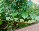 Foto langkah ke 4 dari resep Cincau Hijau Homemade.