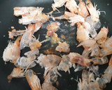 Foto del paso 7 de la receta: Ensalada o tartar de Langostinos con Fresas