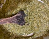 கீரை கடையல் (Keerai kadaiyal recipe in tamil) ரெசிபி ஸ்டேப் 4 புகைப்படம்