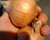 Foto del paso 1 de la receta: Lentejas estofadas (AMC)