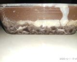 Foto langkah ke 3 dari resep Oreo cream choco pudding.