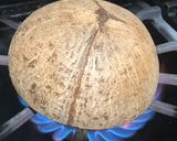 Foto langkah ke 5 dari resep Manfaat dari bathok kelapa.