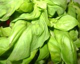 Foto del paso 1 de la receta: Festival de Pestos: 2 de albahaca rapido