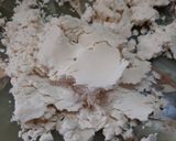 Foto del paso 1 de la receta: Alfajores de maizena peruanos