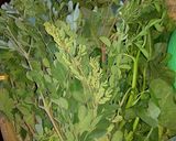 Foto langkah ke 1 dari resep Sayur Bening Daun Kelor.