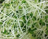 Hình bước làm 1 của món Salad Rau Mầm Cá Hộp