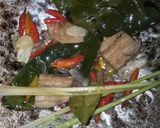 Foto langkah ke 4 dari resep Nasi Liwet Rice Cooker.
