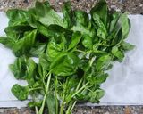 Foto del paso 1 de la receta: 🌱🧄 Pesto simple de albahaca - 3 ingredientes - Conservación ideal y máximo aprovechamiento 🧄🌱
