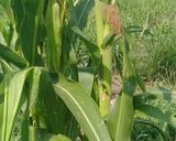 Foto del paso 1 de la receta: Elotes asados
