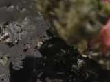 Cincau