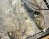 Foto del paso 4 de la receta: Lubina a la sal