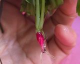 Foto del paso 5 de la receta: Untable de berenjena 🍆 para dipear con palitos de apio y rueditas de rabanitos