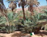 صورة لخطوة 1 من وصفة شاي صحراء الجزائر 🇩🇿 Tea of Algerian Sahara