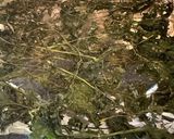 羽衣甘藍健康脆片（Kale Chips)的食譜步驟6照片