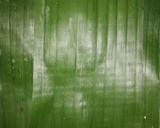 Foto langkah ke 3 dari resep Pepes ikan peda daun singkong.