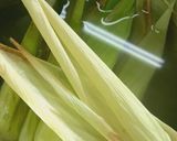 মেক্সসিক্যান তমাল (Mexican Tamales Recipes in Bengali) রেসিপির ধাপ 1 ছবি