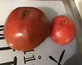 Une image de l'étape 2 de Noix de saint Jacques à l'ail, tomate et citron confit.