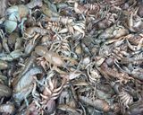 Foto del paso 1 de la receta: Caldillo de camarones de tierra