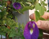 A picture of step 1 of Butterfly pea flower Drink.