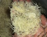 A picture of step 3 of Konafah (Knafeh, kanafeh).