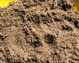 A picture of step 2 of Garlic powder.
