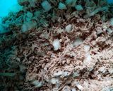 Foto del paso 8 de la receta: Garnachas istmeñas