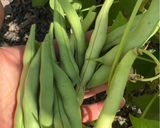 A picture of step 1 of Braised Pork with Green Beans (豆角土豆炖猪肉).