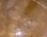 Foto del paso 2 de la receta: Lentejas con chorizo