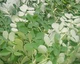 Foto langkah ke 1 dari resep Sayur marunga / sayur daun kelor bening.