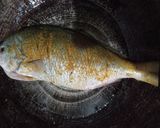 Foto langkah ke 4 dari resep Ikan Ekor Kuning Sambal Kecombrang.