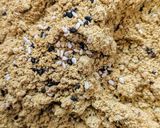 A picture of step 4 of Karuvapilai idli podi.