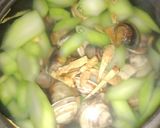 薑絲芥菜心蛤蜊湯的食譜步驟2照片
