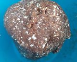 Une image de l'étape 2 de Energy balls à la cardamome.