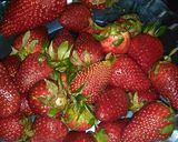 Foto del paso 1 de la receta: Frutillas con chocolate