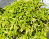 Foto langkah ke 4 dari resep Tumis Kangkung Bunga Pepaya.