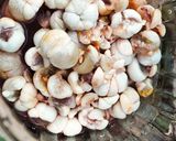 รูปขั้นตอนการทำที่ 1 ของ Mangosteen vinegar