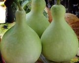 صورة لخطوة 1 من وصفة قرع اخضر بطريقتي