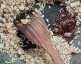 Foto langkah ke 9 dari resep Nasi Goreng Ayam Bumbu Kambing ✅.