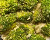 A picture of step 4 of —Alfredo pasta MY WAY— mainly with cottage cheese and broccoli 🥦😊✌🏽.