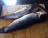 Foto del paso 1 de la receta: Milanesa de tararira 🐟 a la marinera con arroz